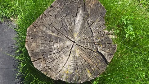 Close-Up View of a Tree Stump Textures Showcasing Natural Patterns and Crac.. Vídeos de archivo 333418053