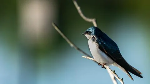 Close-up view of a tree swallow perched on a branch on a sunny day Stock-Fotos