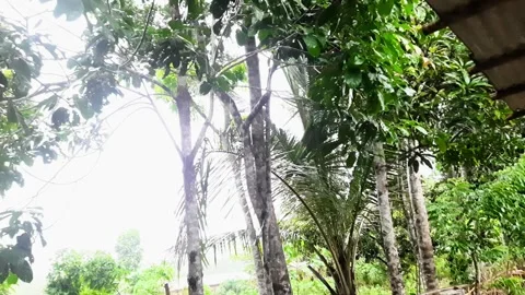 Close up view of a tree swaying due to strong winds taken from a high angle Video stock 295887327