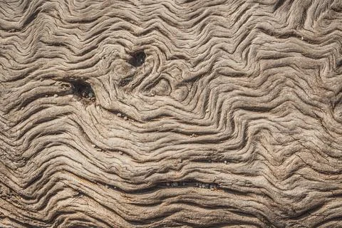 Close up view of tree truck surface. Pattern and texture. Natural background Stock Photos