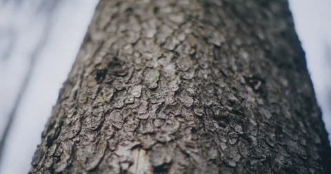 Close Up View of Tree Trunk Bark Video stock 236507392