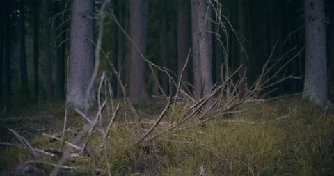 Close Up View of Tree Trunk Bark Moss Stock Footage 236508954
