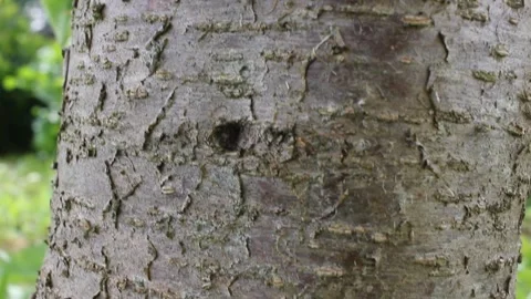 Close Up View of Tree Trunk Bark Texture in Outdoor Natural Environment Stock Footage 340933035