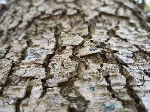 Close view of tree trunk bark pattern Stock Photos
