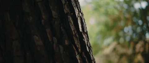 Close up view of tree trunk with beautiful green bokeh in the background. Stock Footage 126738415