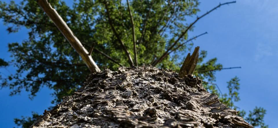 Close-up view of tree trunk from below with textured bark. Foto stock