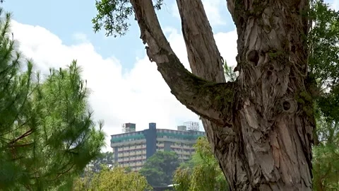 Close View of Tree Trunk with Building in Background Stock Footage 329301601