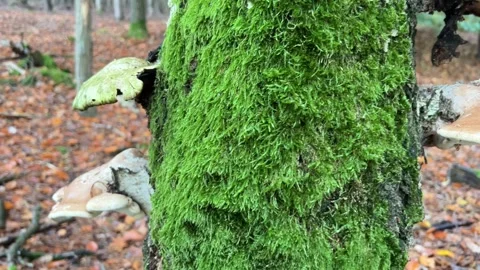 A close-up view of a tree trunk completely covered in thick vibrant green m.. 스톡 동영상 321798658