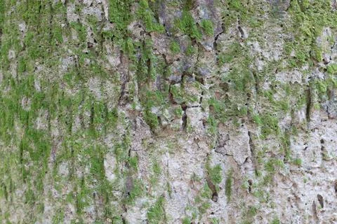 A close-up view of a tree trunk covered in vibrant green moss and lichen Stock Photos