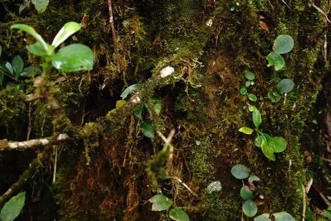 Close-up view of a tree trunk covered in lush green moss and small creeping Photos