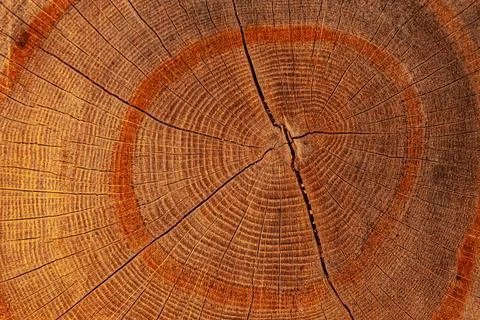 Close-up view of a tree trunk cross-section displaying intricate growth rin.. Stock Photos
