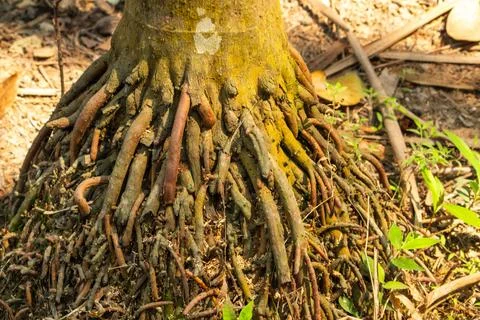 Close-Up View of a Tree Trunk with Exposed Roots Stock Photos