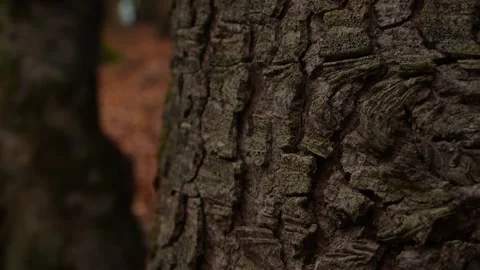 Close-up view of a tree trunk. Stock Footage 254523557