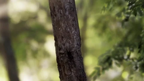 Close view of a tree trunk in a forest during daylight hours Stock Footage 341004474