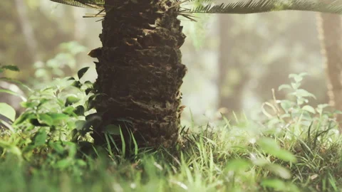 Close view of a tree trunk in a forest during daylight hours Stock Footage 341790411