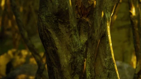 Close view of a tree trunk in a forest with natural lighting Stock Footage 342049535