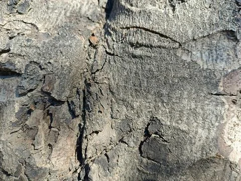 Close up view of tree trunk  in a forest highlighting wooden pattern on tree Stock Photos