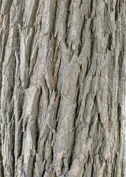 Close up view of tree trunk  in a forest highlighting wooden pattern on tree Stock Photos