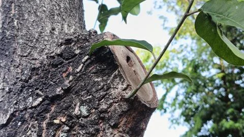 Close-Up View of a Tree Trunk with Fresh Green Leaves Stock Photos