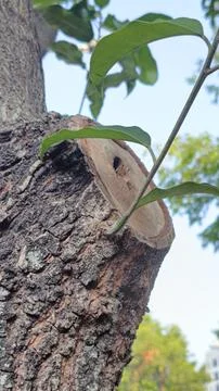 Close-Up View of a Tree Trunk with Fresh Green Leaves Stock Photos