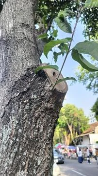 Close-Up View of a Tree Trunk with Fresh Green Leaves Stock Photos