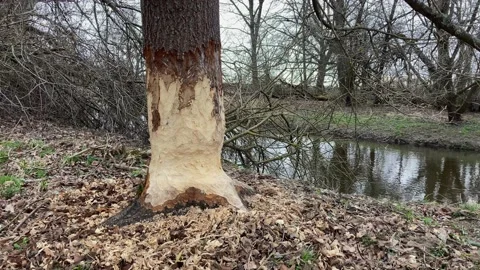 A close-up view of a tree trunk gnawed by a beaver. Nature Reserve. Europe. Video stock 237460389