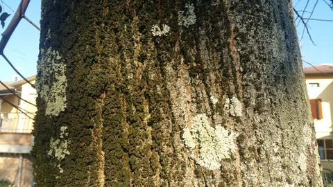 A close up view of a tree trunk that has moss growing on it Stock Photos
