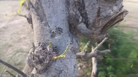 Close Up View of Tree Trunk Knot with Fresh Green Shoots Sprouting Fotos de archivo