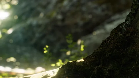 Close view of tree trunk with light shining through in a forest area Stock Footage 341005149