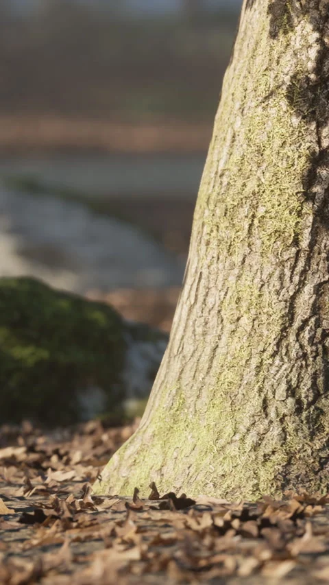 Close view of a tree trunk near moss and rocks at a forest location Stock Footage 342131256
