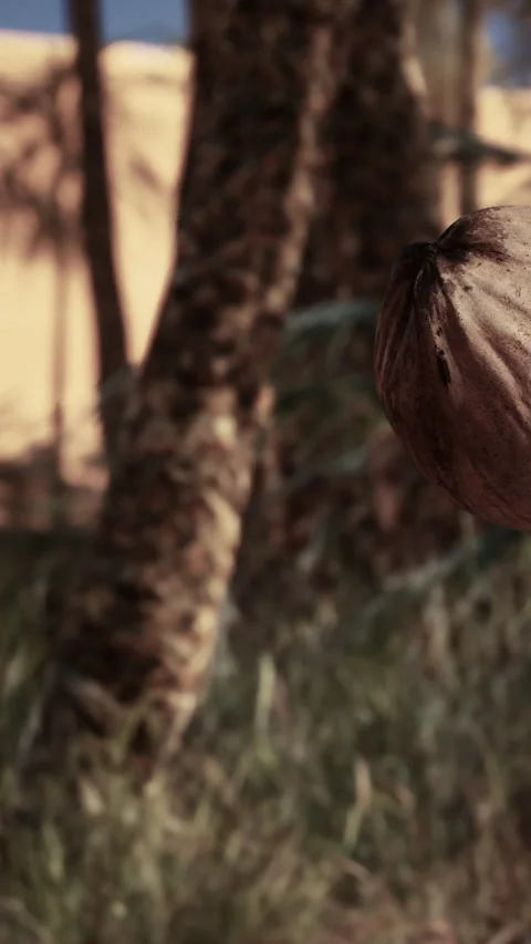 Close view of a tree trunk with palm leaves in a sunny outdoor setting 스톡 동영상 342350872