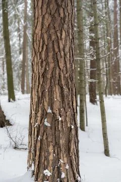 Close-up view of a tree trunk showcasing detailed bark texture in a snowy Stock Photos