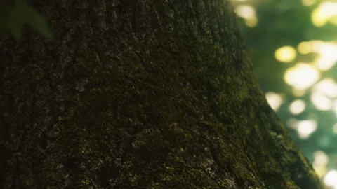 Close view of a tree trunk showing moss in a forest during daylight hours Stock Footage 340627183