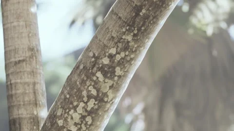 Close view of a tree trunk showing texture and patterns in a natural setting Stock Footage 342051866