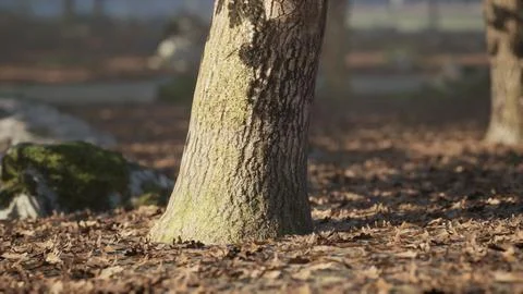 A close up view of a tree trunk surrounded by fallen leaves in a serene park Ilustração Stock