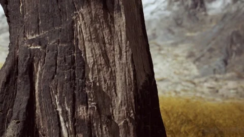 Close view of a tree trunk with texture in a natural setting during daytime Stock Footage 340230330