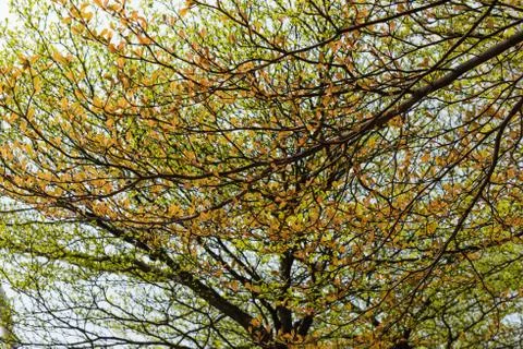 Close up view of trees and brown leaves, background Stock Photos