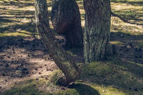 Close view of trees bark covered in lichen of dancing forest at curonian spit Stock Photos
