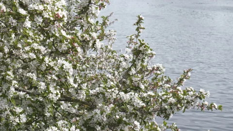 A close up view of a tree's branches near a lake. Stock Footage 194485681