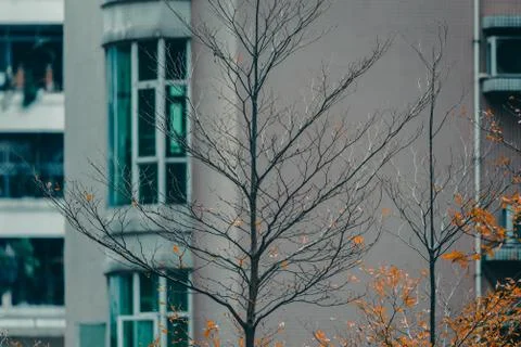 Close up view of trees 写真素材