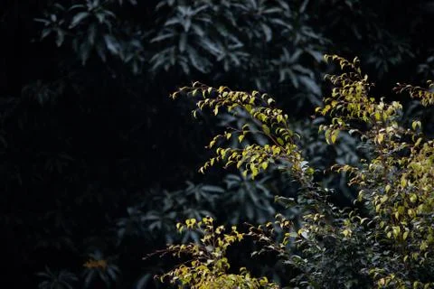 Close up view of trees Stock Photos