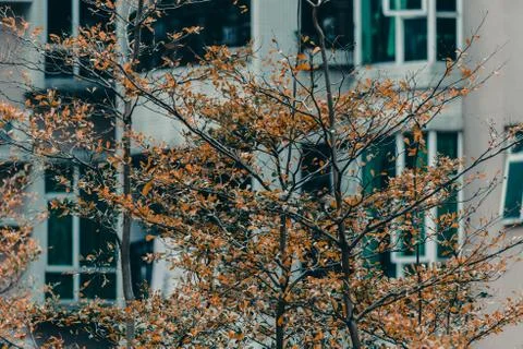 Close up view of trees Stock Photos