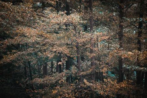 Close up view of trees Stock Photos