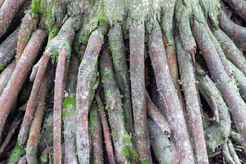 A close-up view of a tree's roots with moss growing on them Photos