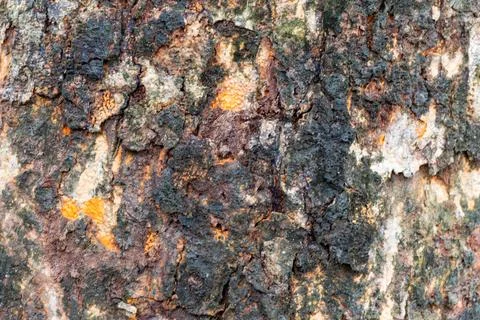 A close-up view of a tree's rough and textured bark with various shades Stock Photos