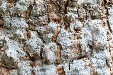 A close-up view of a tree's rough, textured bark with visible cracks Stock-Fotos