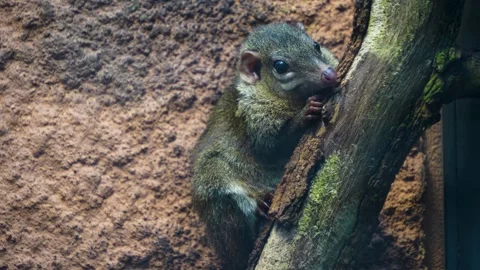 Close view of a Treeshrew Stock Footage 267591183