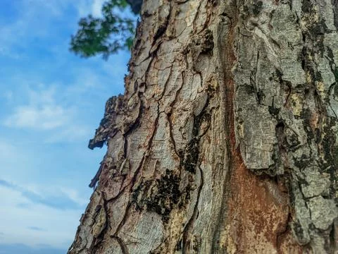 Close up view of trembesi tree bark against a bright blue sky background. Stock Photos