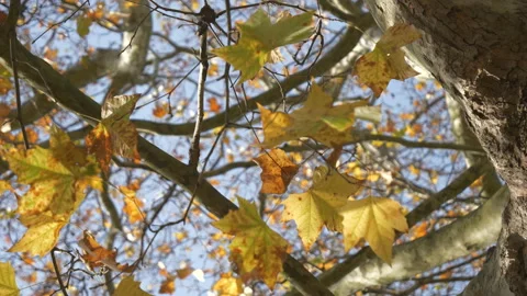 Close up view of trembling leaves on a tree in autumn. Stock Footage 142820636