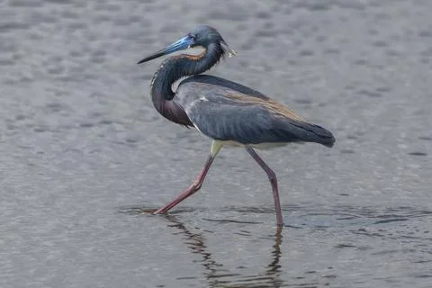 Close up view of a tri colored heron Stock Photos